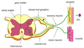 neural pathway for reflex